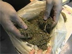 В Кемерово сотрудники наркоконтроля изъяли у одного из жителей города 6 килограммов марихуаны